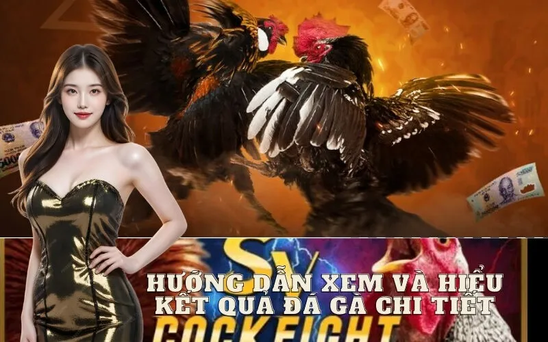 Hướng Dẫn Xem và Hiểu Kết Quả Đá Gà Chi Tiết