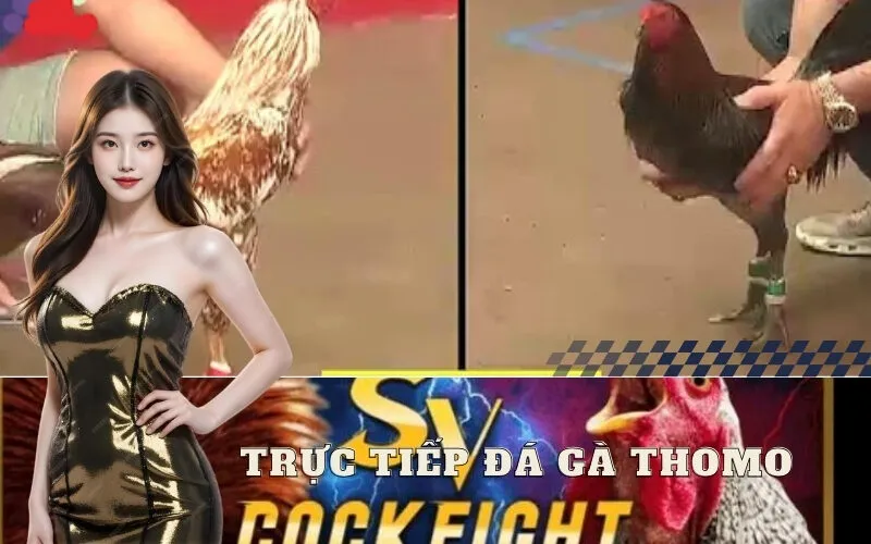 Trực Tiếp Đá Gà Thomo